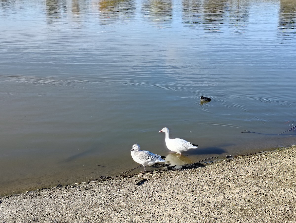 Snow Goose - ML647082544