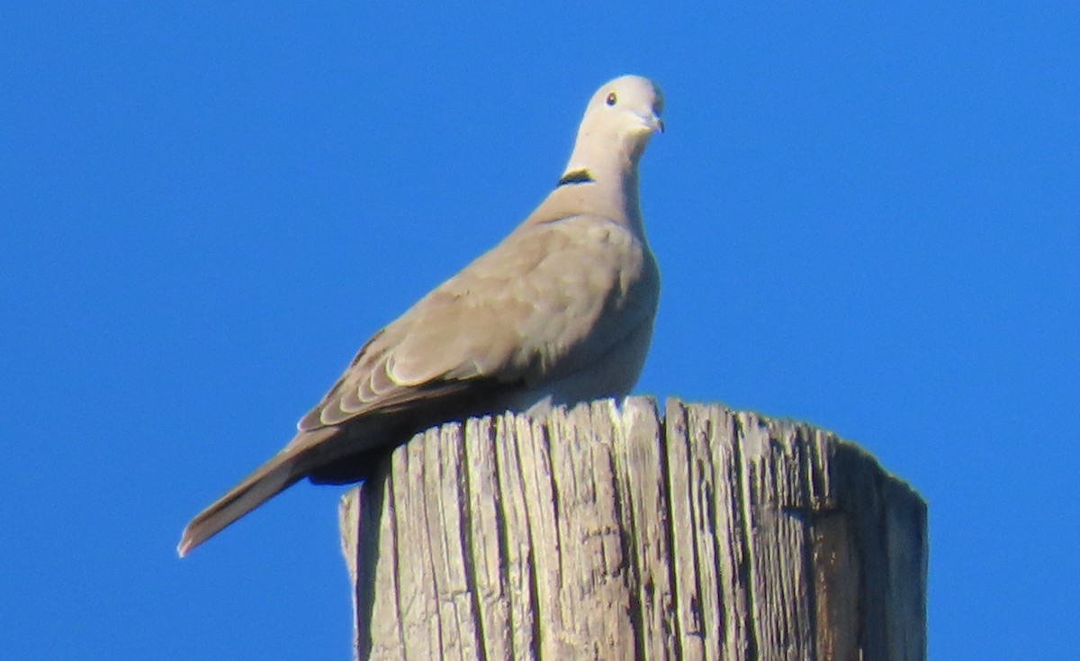 綠頭鴨 - ML647082545