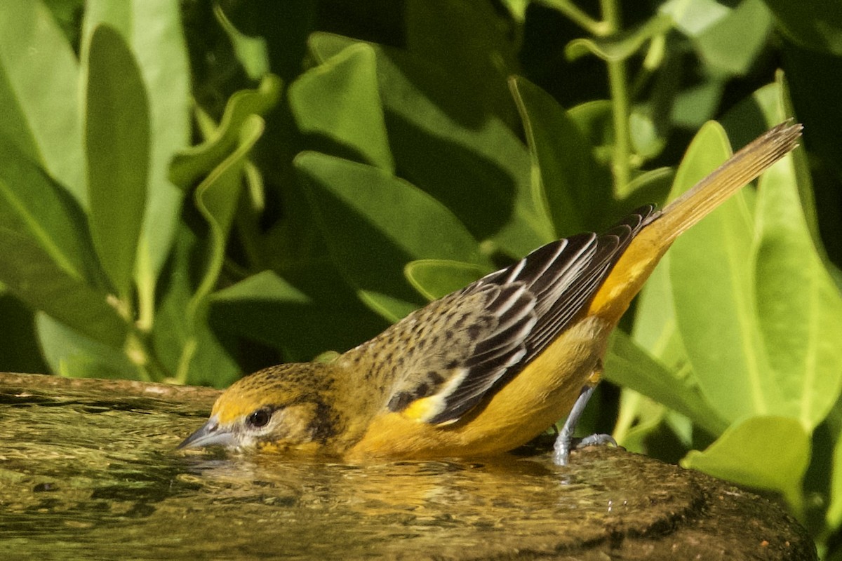 Baltimore Oriole - ML647082546