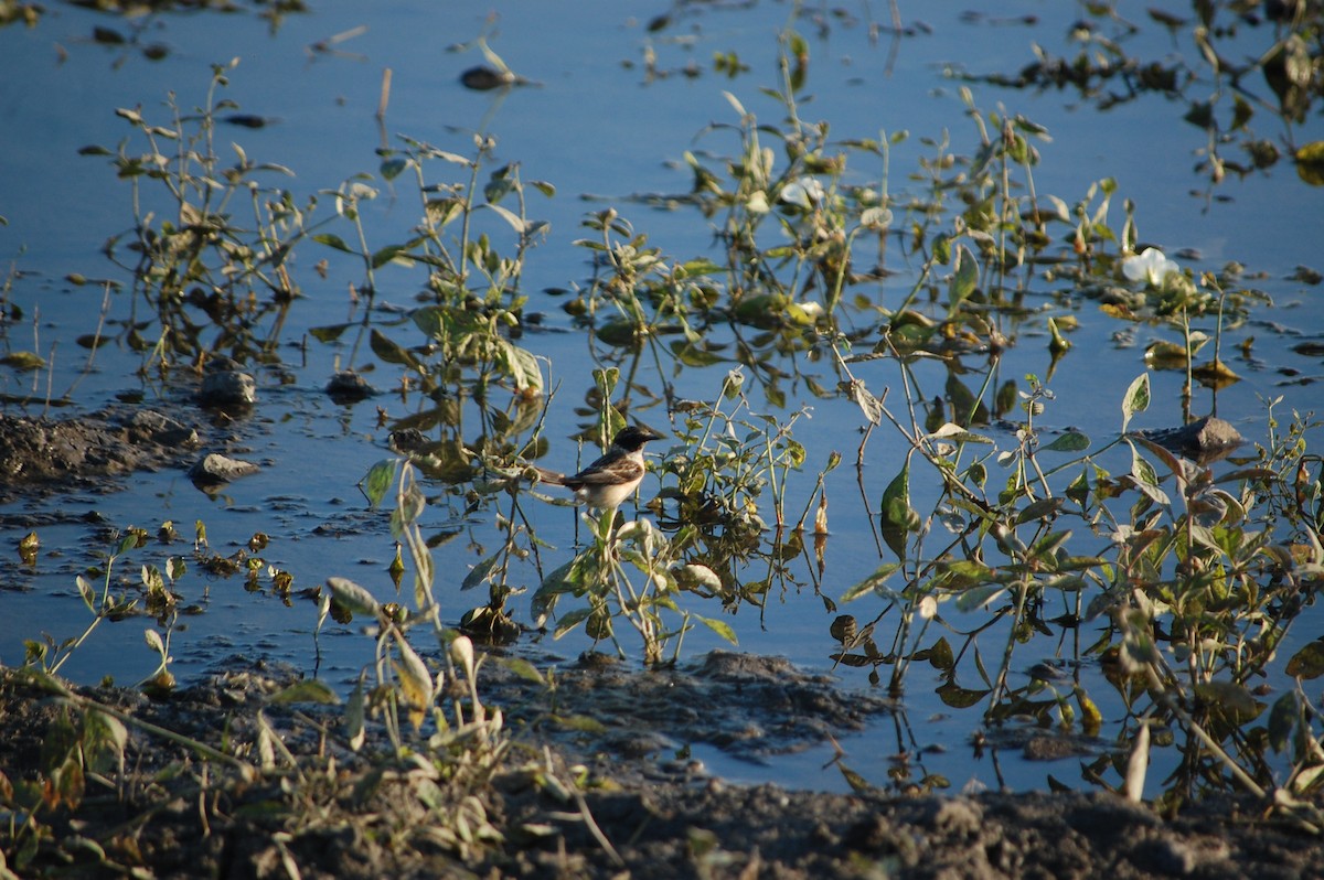 Siberian Stonechat - ML647082547