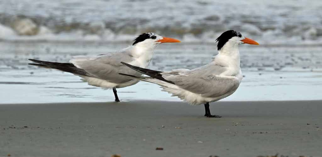 Royal Tern - ML647082548