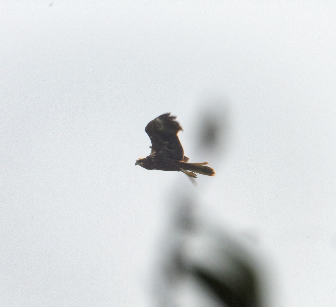 西方澤鵟 - ML647082549