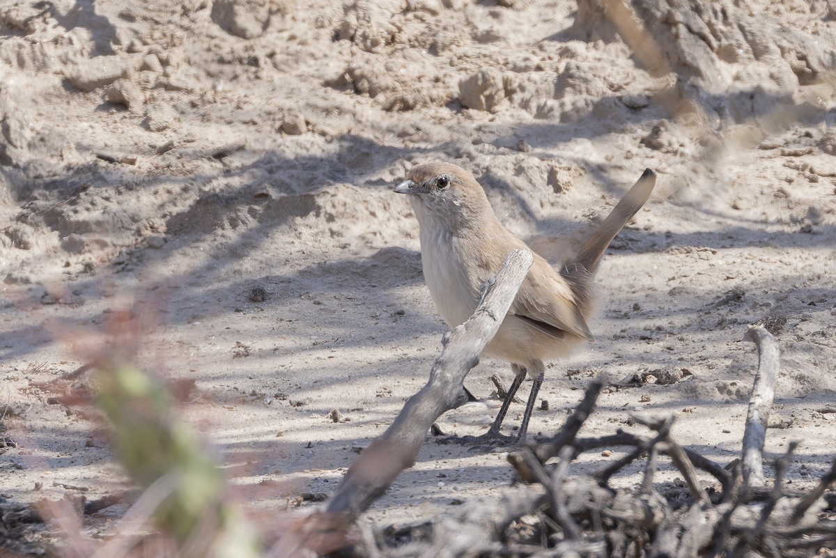 Sandy Gallito - ML647082550