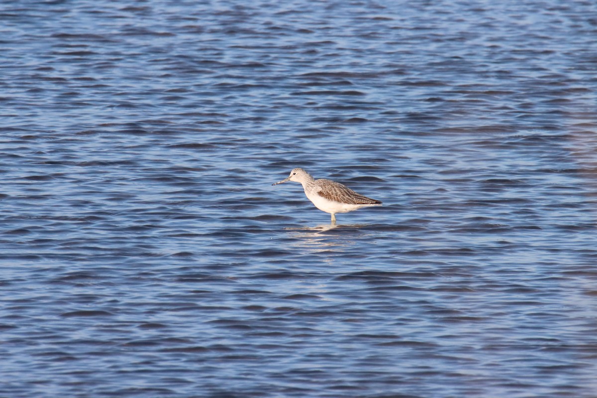 青足鷸 - ML647082551