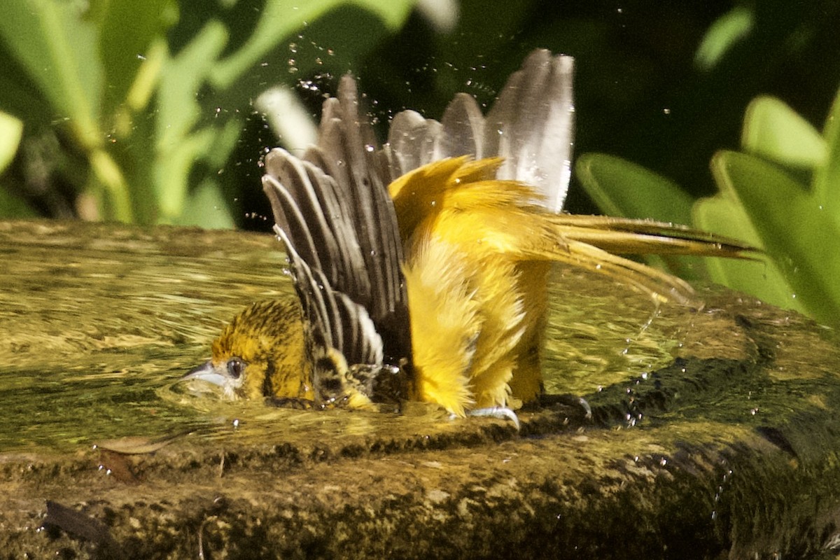 Baltimore Oriole - ML647082552