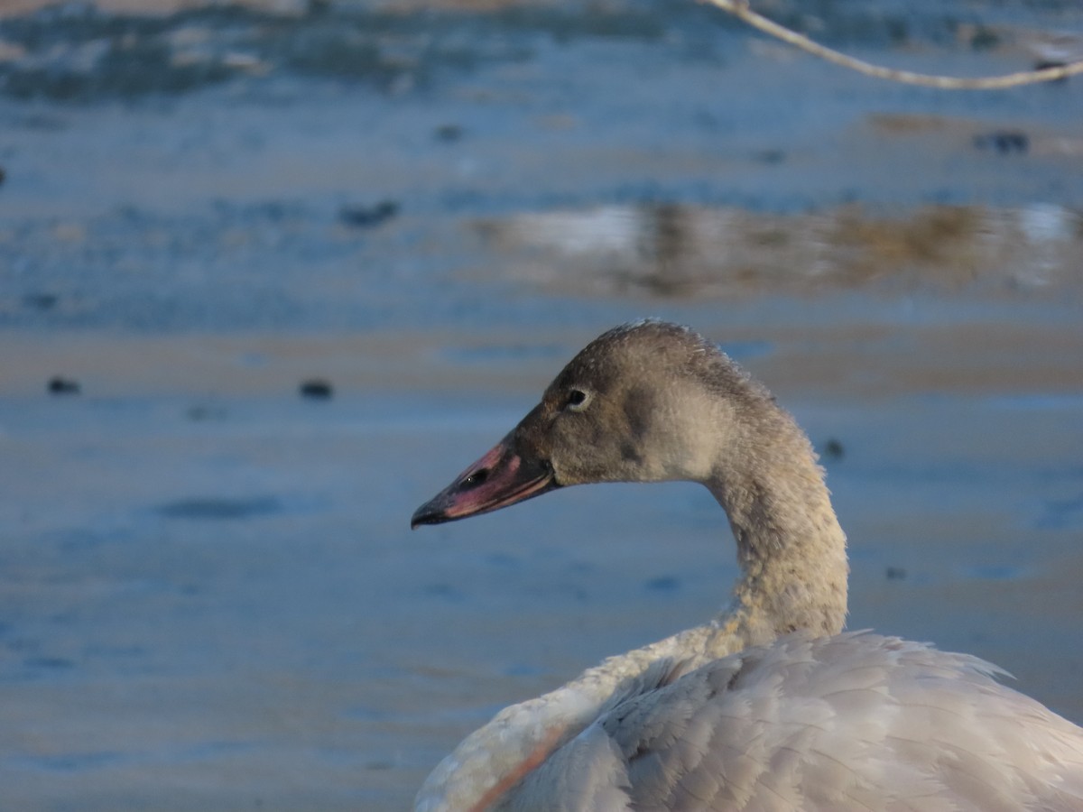 小天鵝 - ML647082553