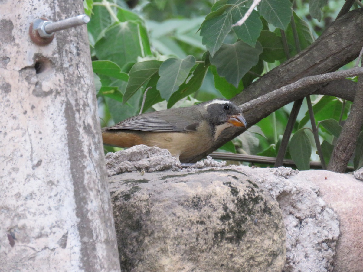 Golden-billed Saltator - ML647082555