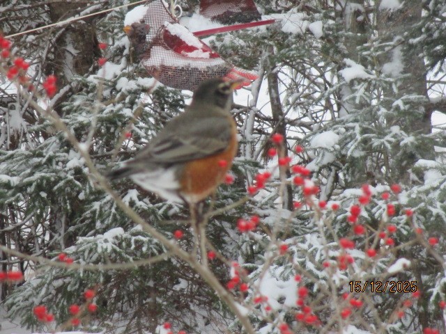American Robin - ML647082556