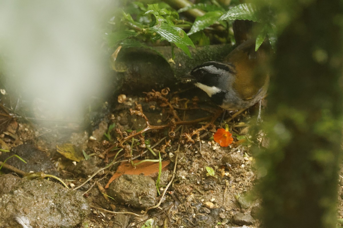 シエラネバダヤブシトド - ML647082557