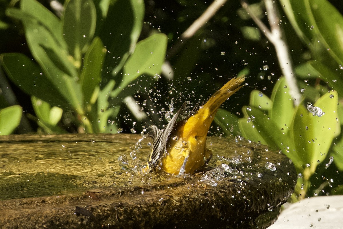 Baltimore Oriole - ML647082558