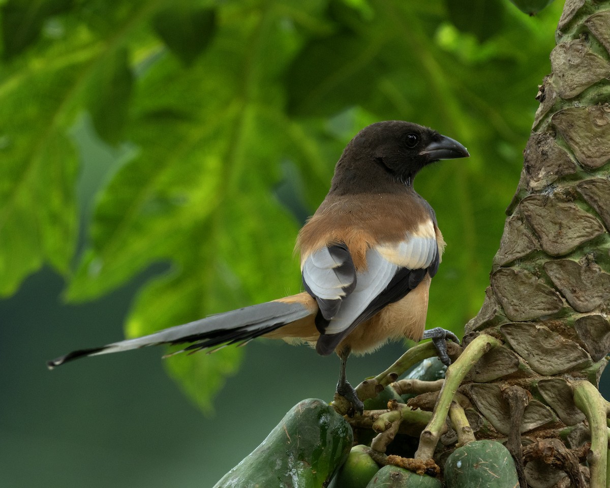 Rufous Treepie - ML647082560