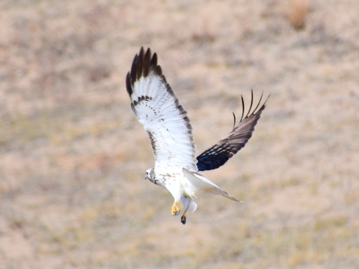 毛足鵟 - ML647082561