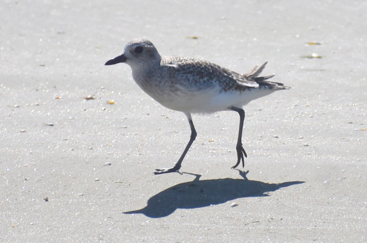 灰斑鴴 - ML647082566