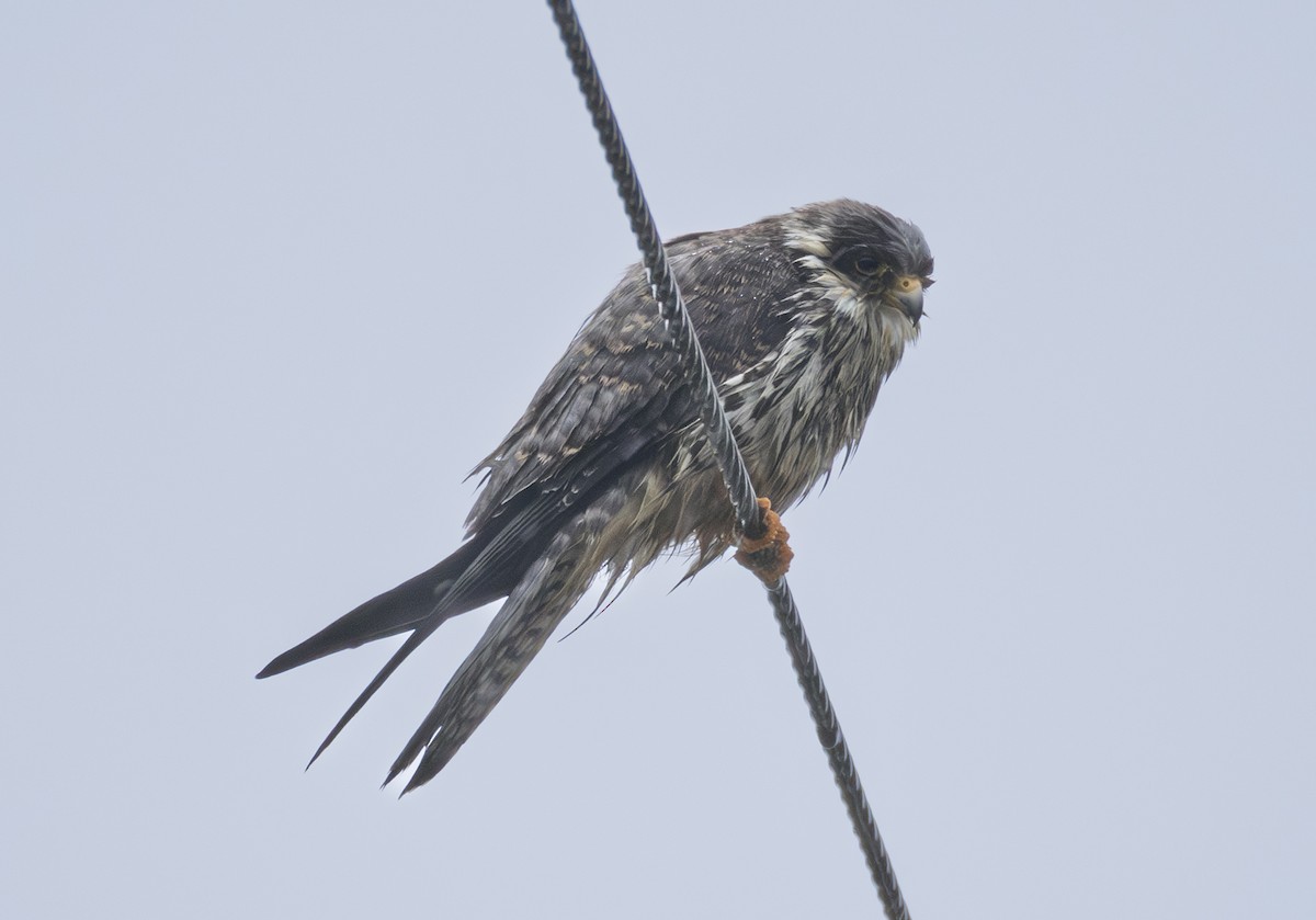 紅腳隼 - ML647082568