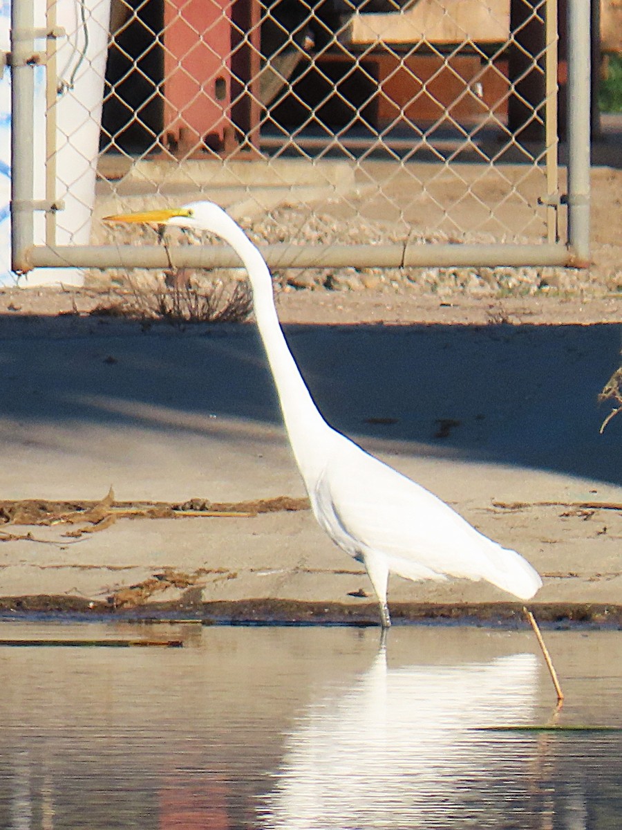 大白鷺 - ML647082569