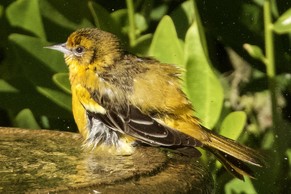 Baltimore Oriole - ML647082570