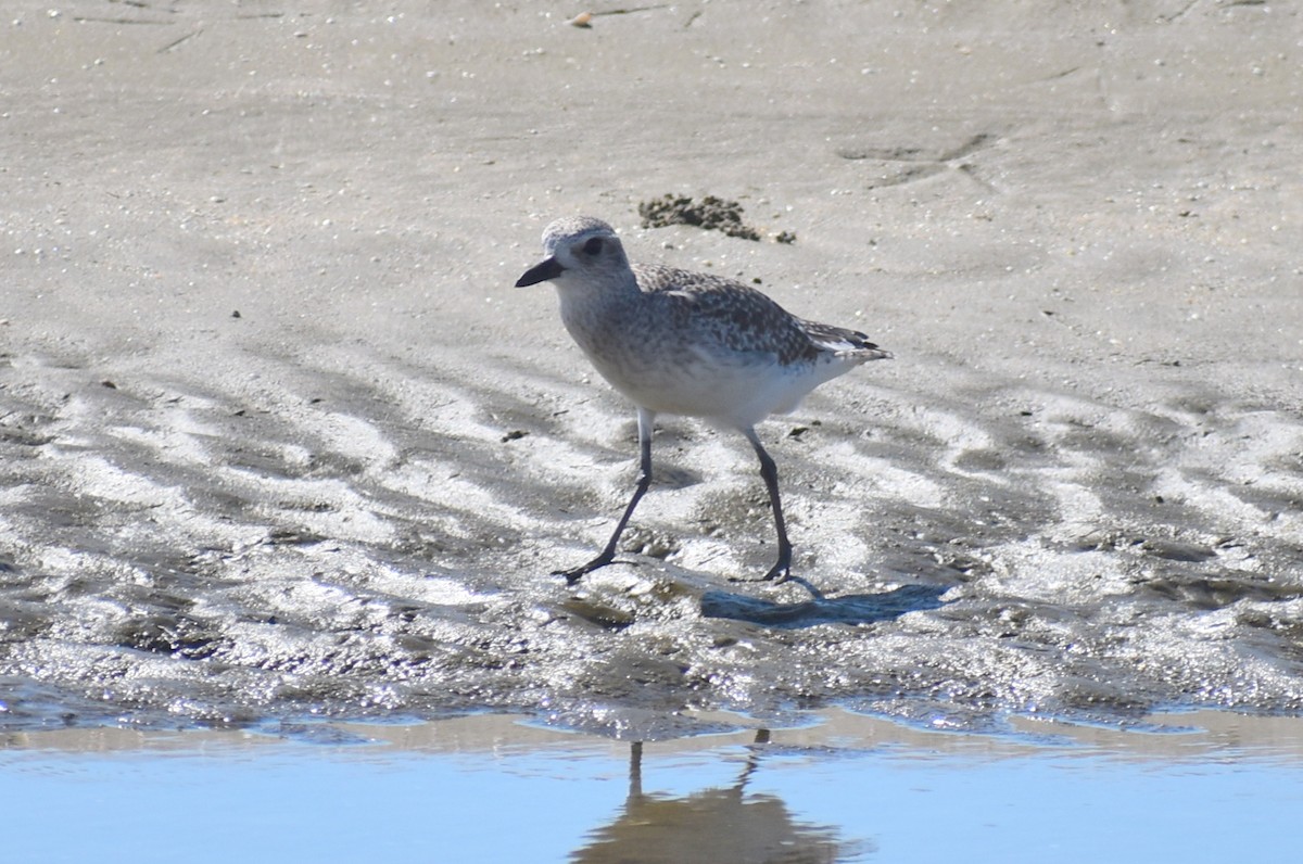 Сивка морська - ML647082571