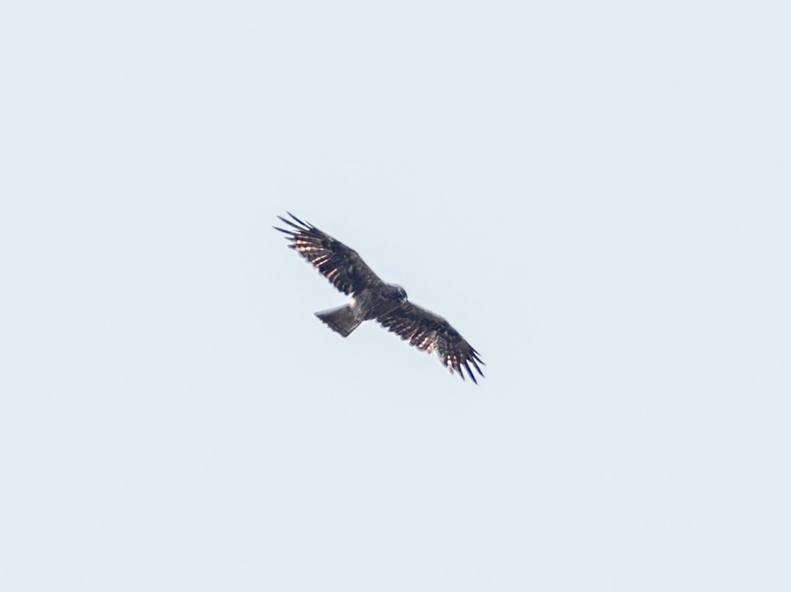 Ayres's Hawk-Eagle - ML647082572