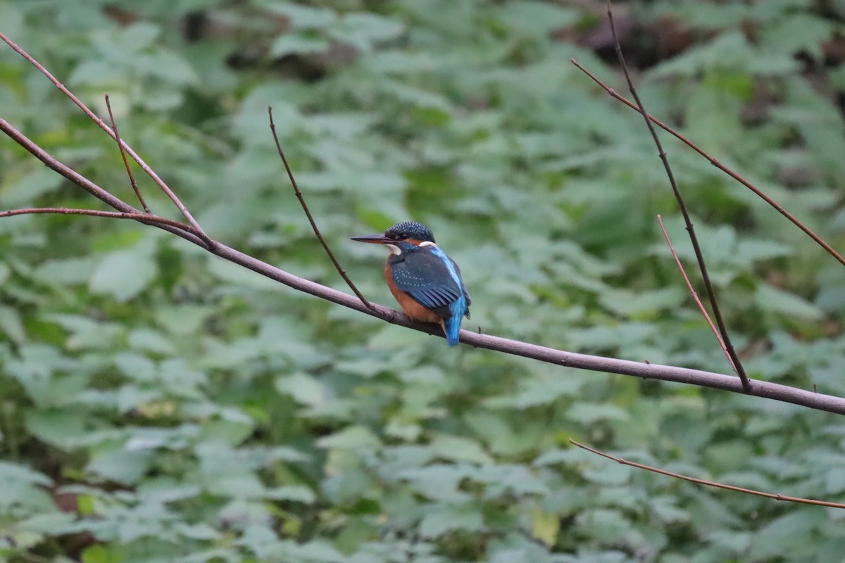 翠鳥 - ML647082575