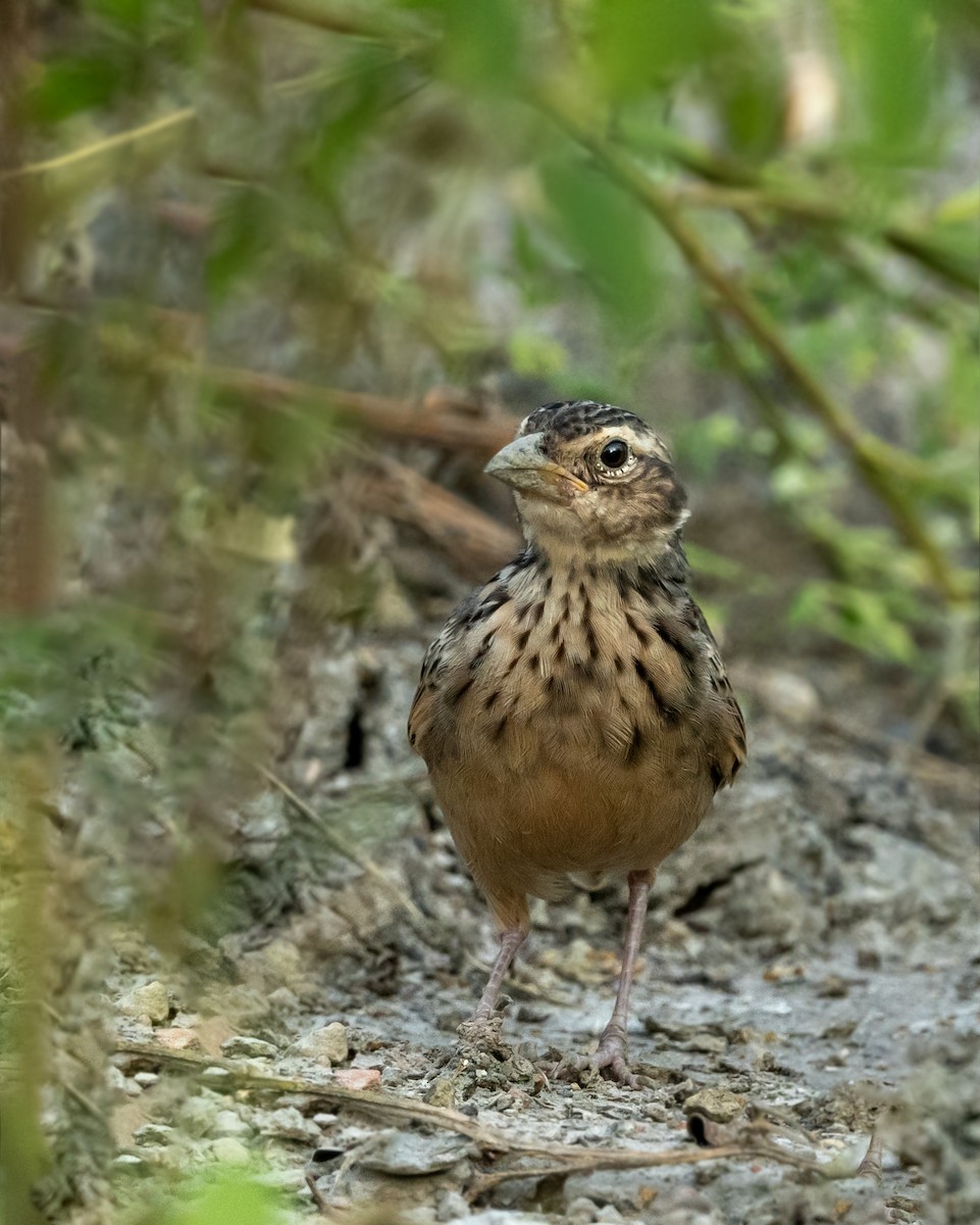 Bengal Bushlark - ML647082578