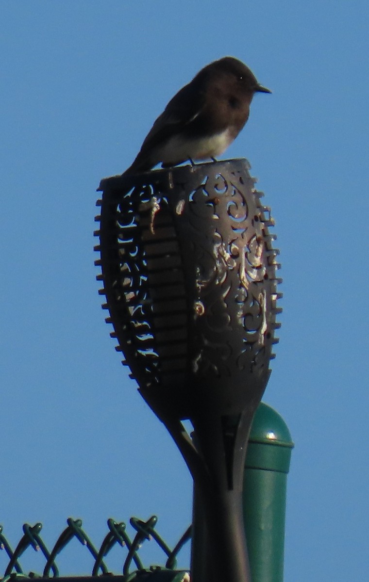 大白鷺 - ML647082579