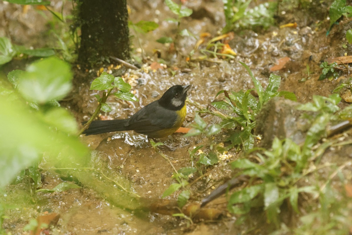 サンタマルタヤブシトド - ML647082580