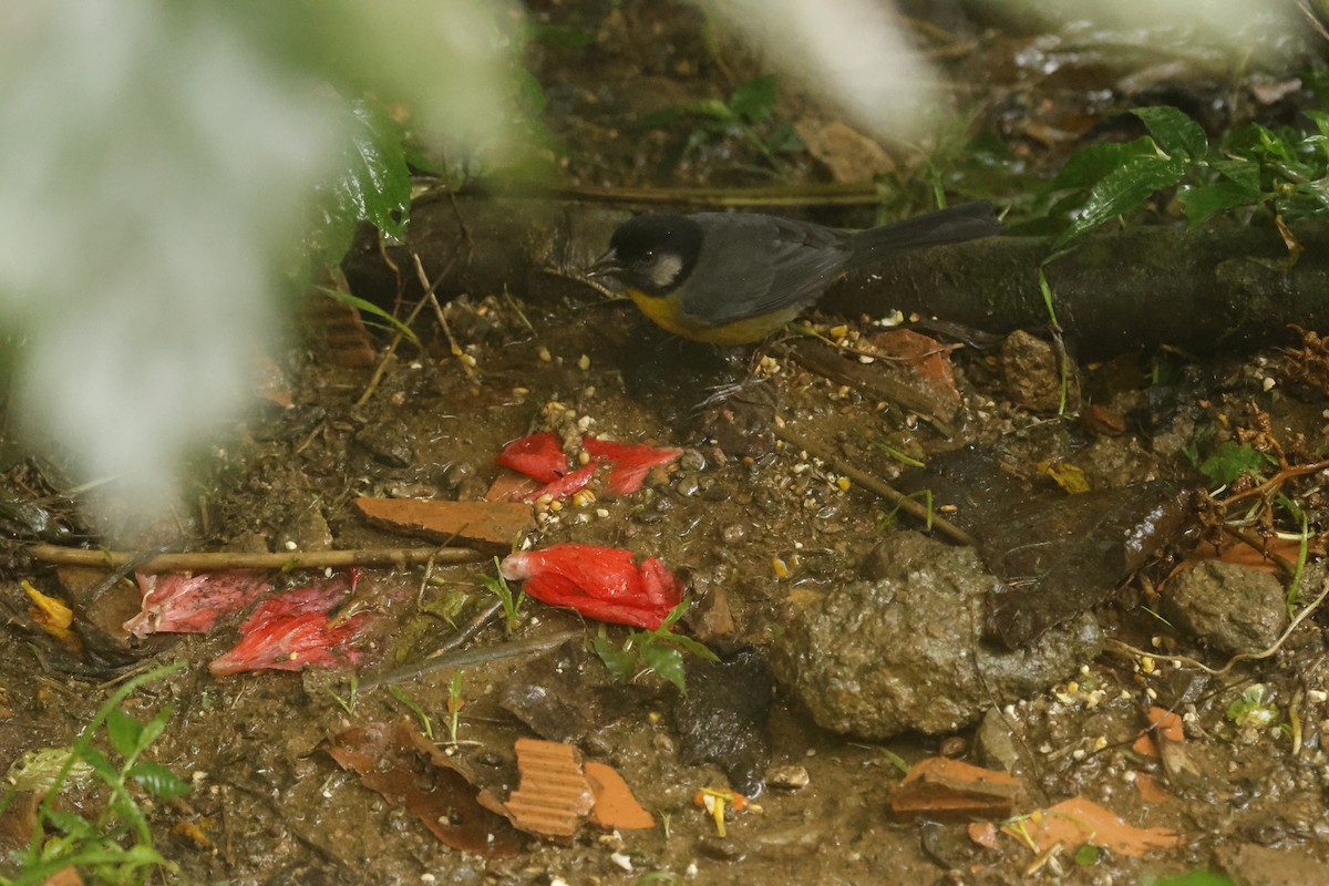 サンタマルタヤブシトド - ML647082581