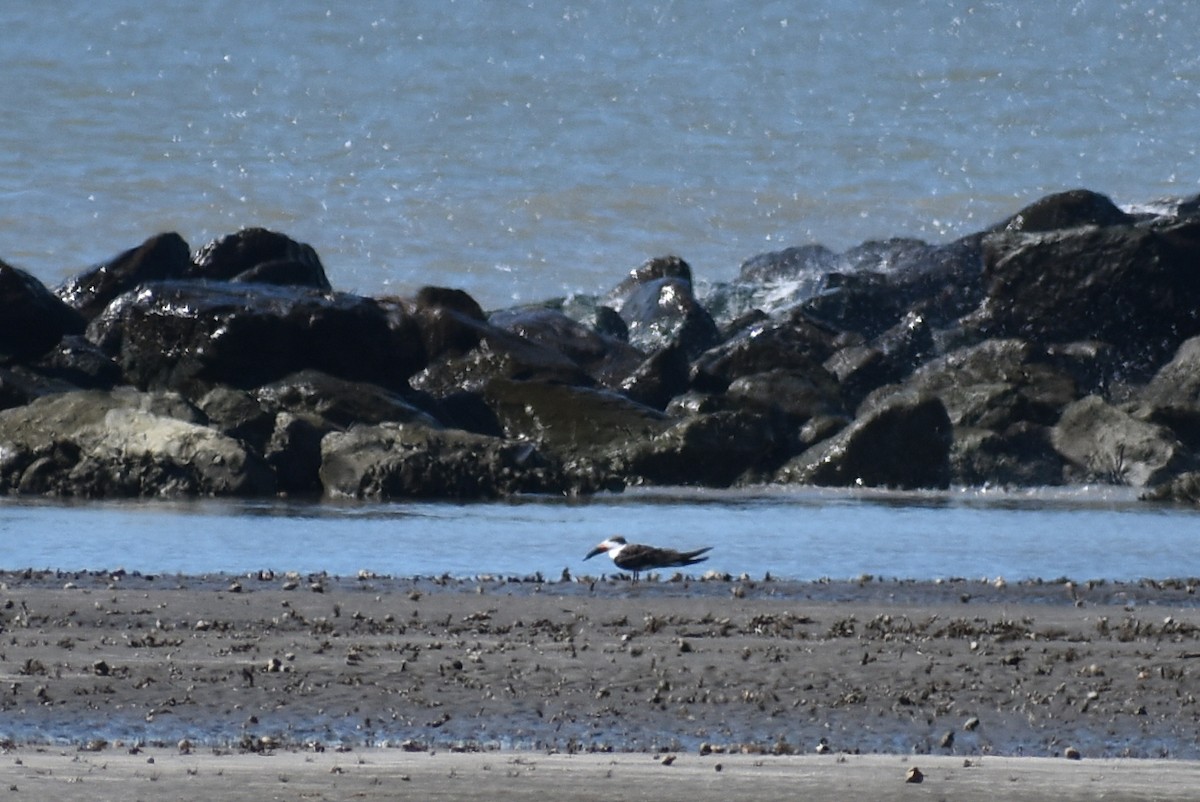 Black Skimmer - ML647082599