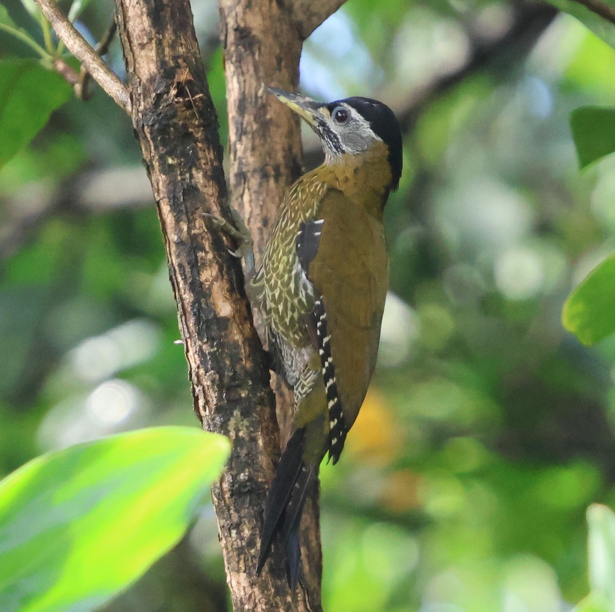 Streak-breasted Woodpecker - ML647082608