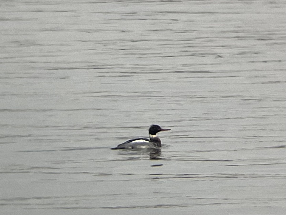 מרגון בינוני - ML647082621