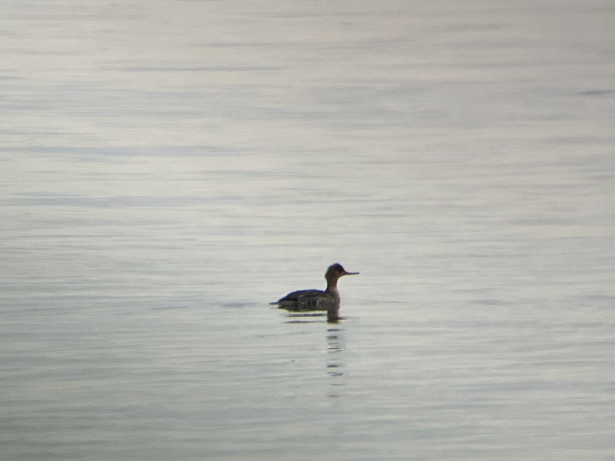 מרגון בינוני - ML647082622