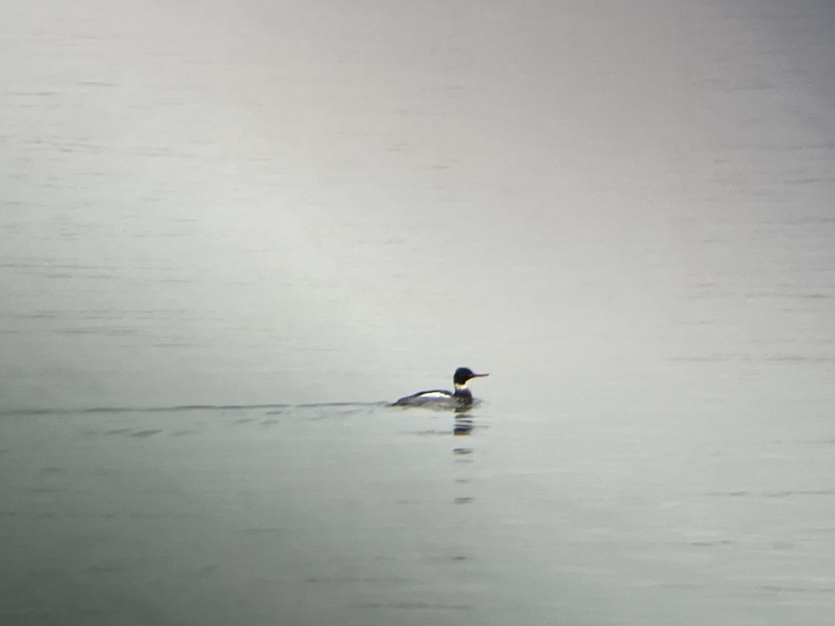 מרגון בינוני - ML647082623