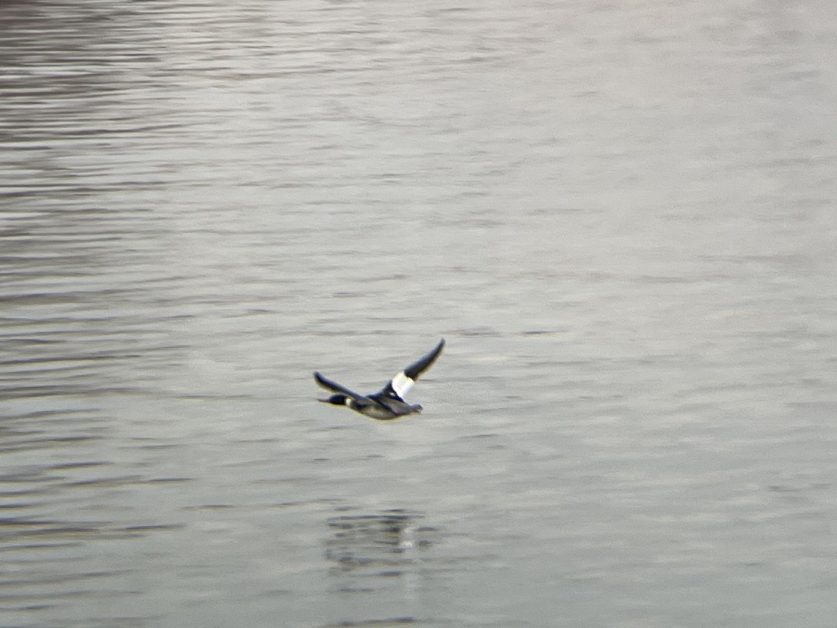 מרגון בינוני - ML647082624