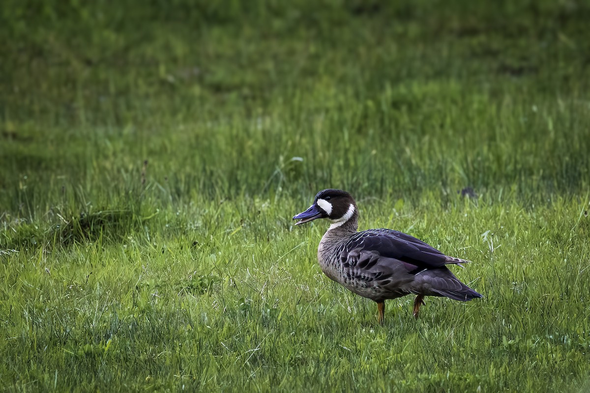 Spectacled Duck - ML647082657