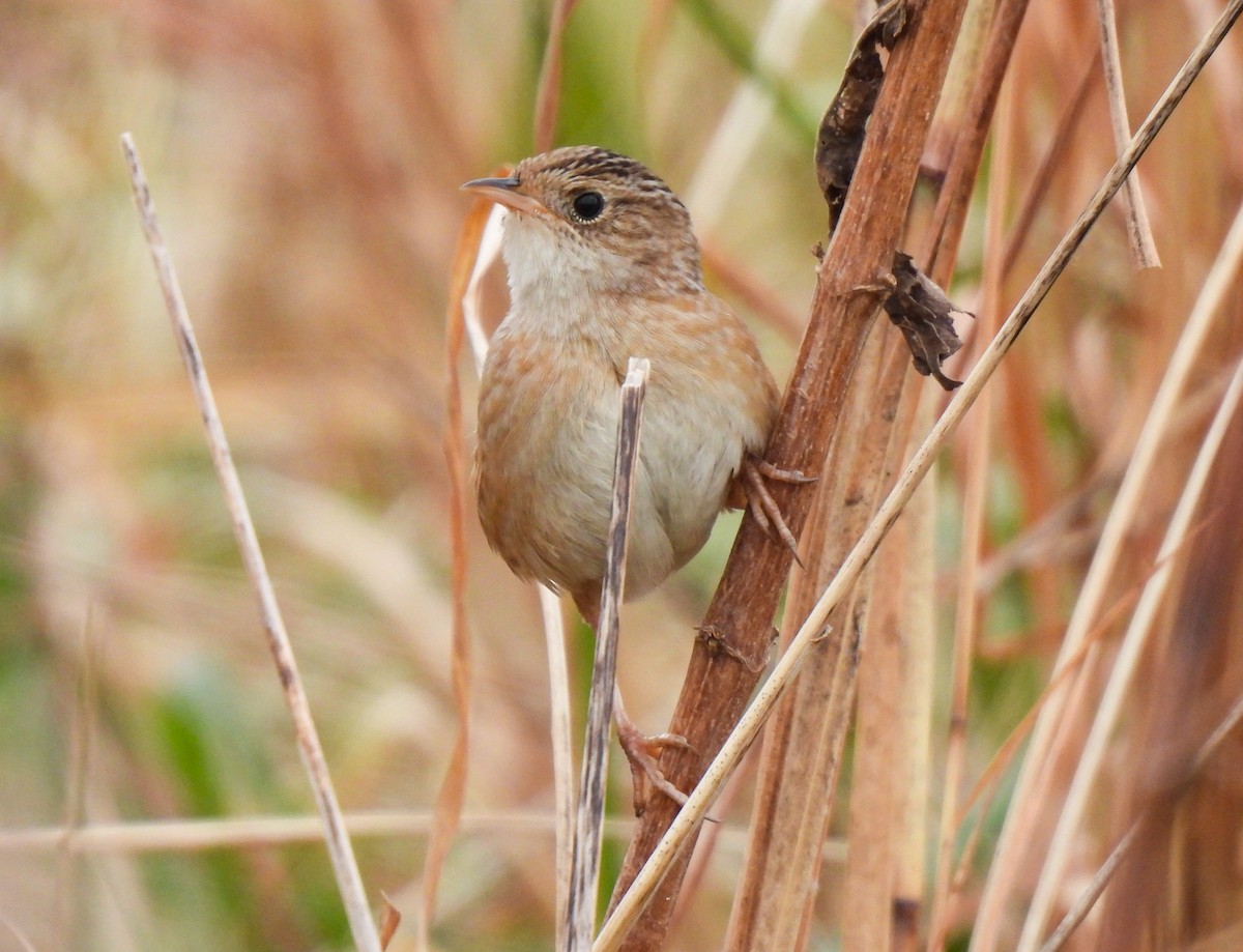 Sedge Wren - ML647082671