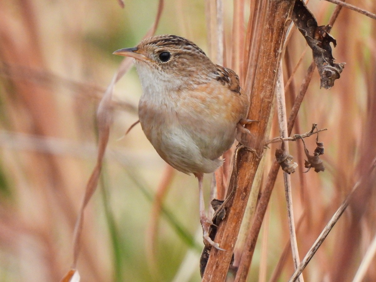 Sedge Wren - ML647082672