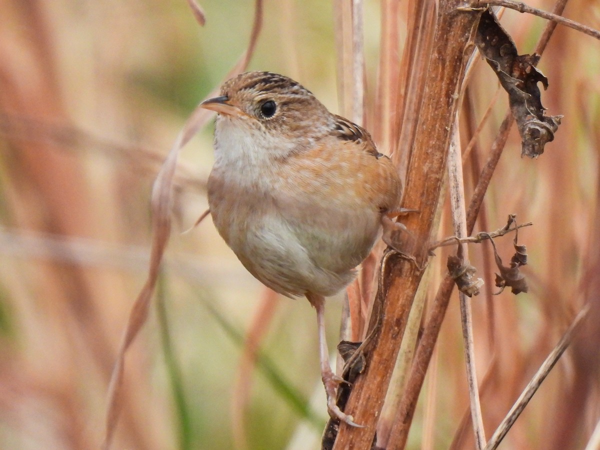 Sedge Wren - ML647082674