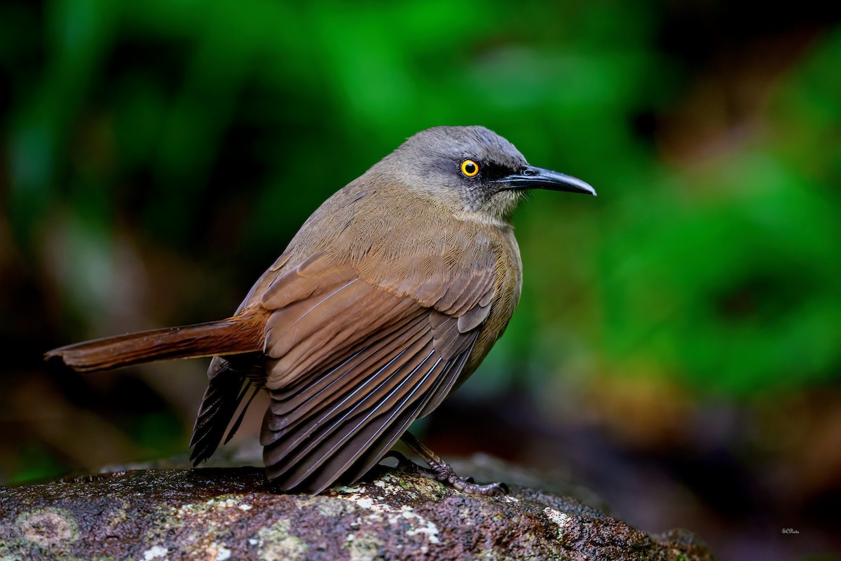 Brown Trembler - ML647082682