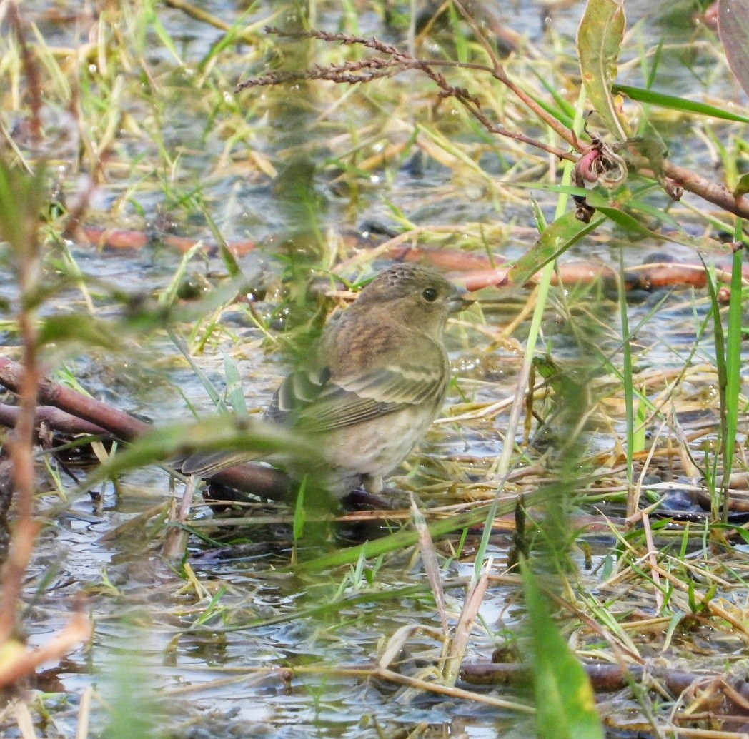 Common Rosefinch - ML647082688