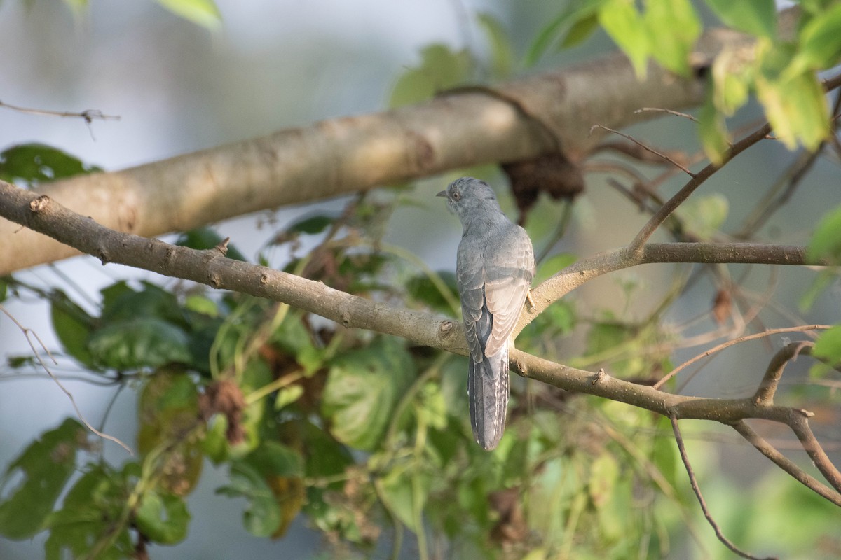 Кукавка мала - ML647082692