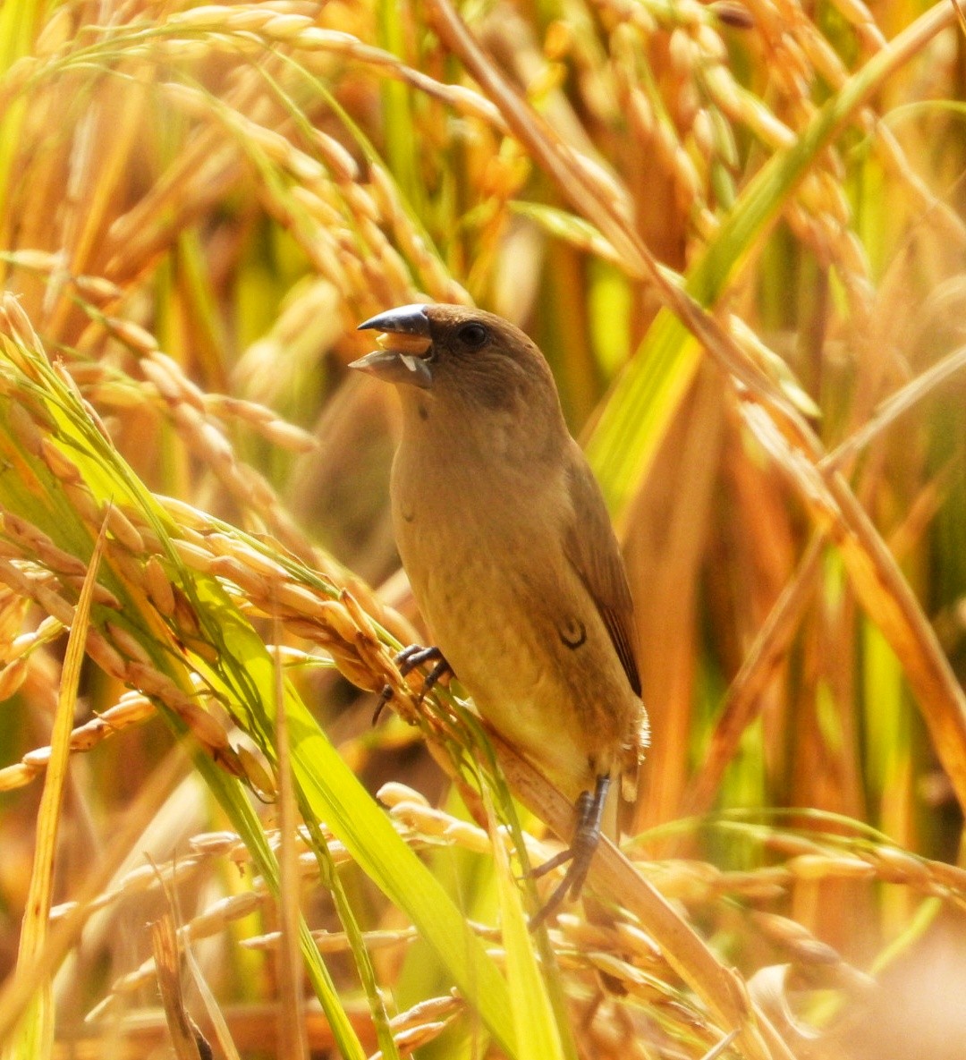 Scaly-breasted Munia - ML647082701