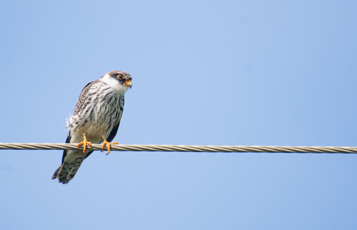 Amur Falcon - ML647082702