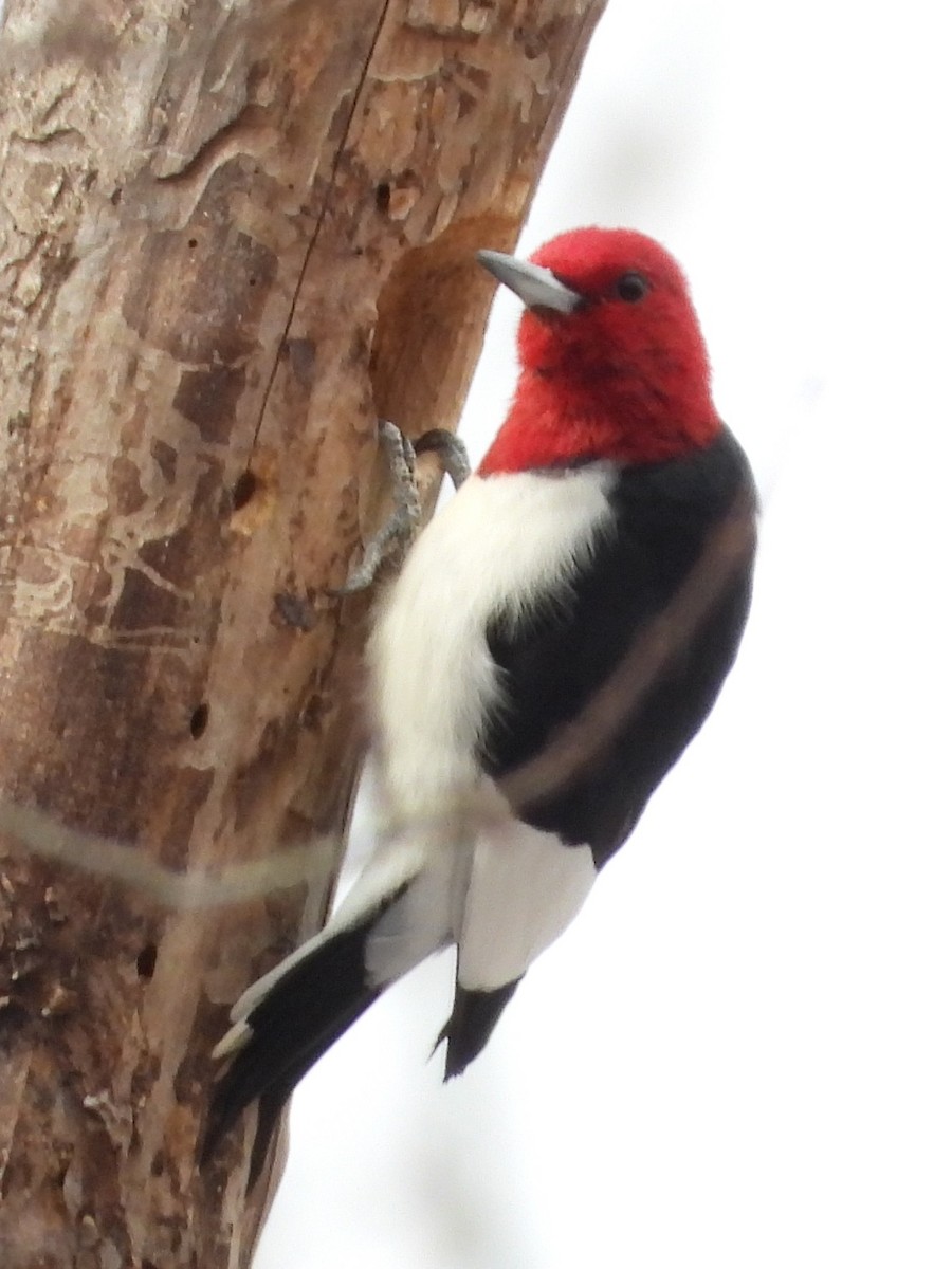 ズアカキツツキ - ML647082709