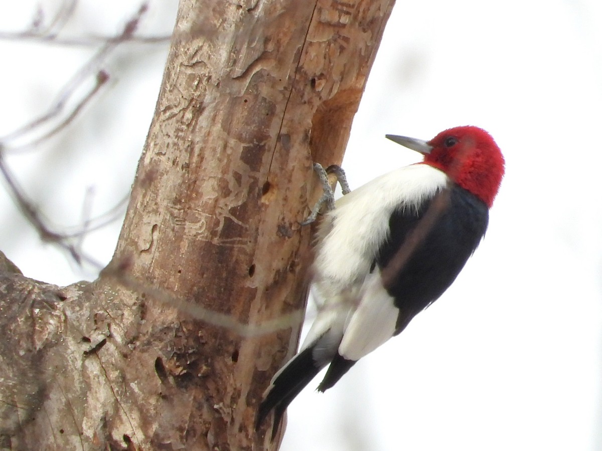 ズアカキツツキ - ML647082710