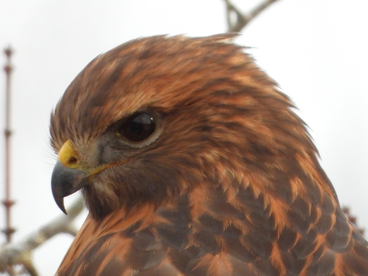 カタアカノスリ - ML647082732