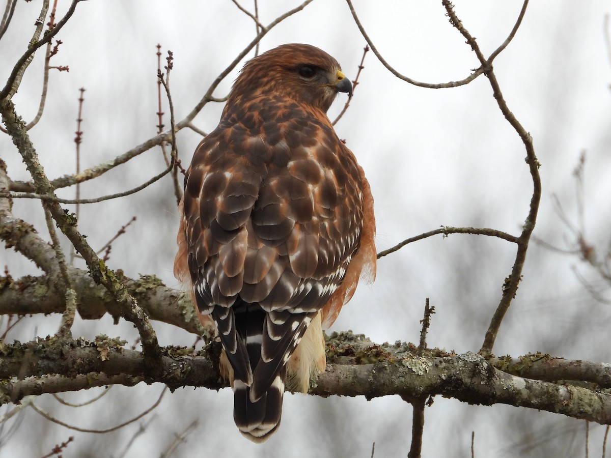 カタアカノスリ - ML647082733