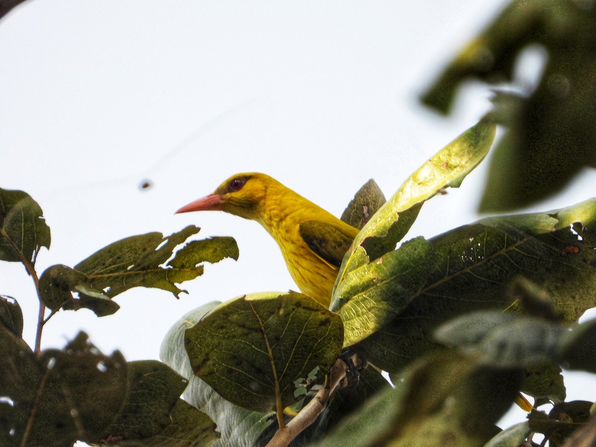 Indian Golden Oriole - ML647082735