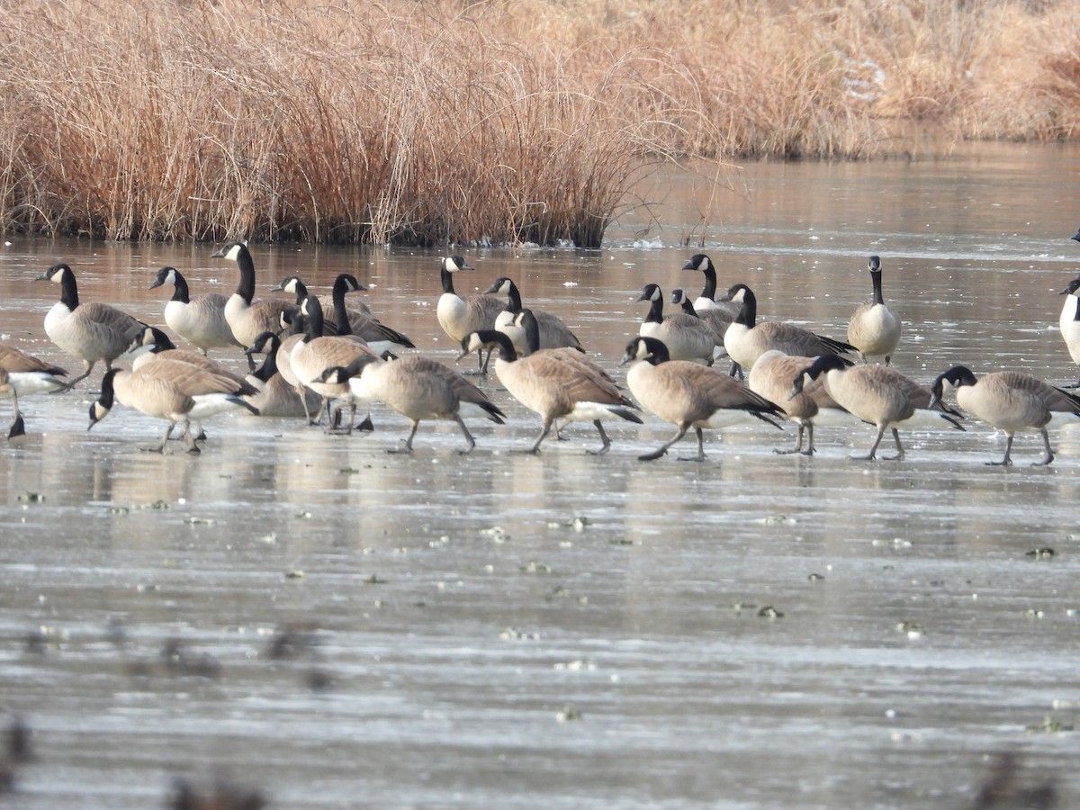 カナダガン - ML647082736