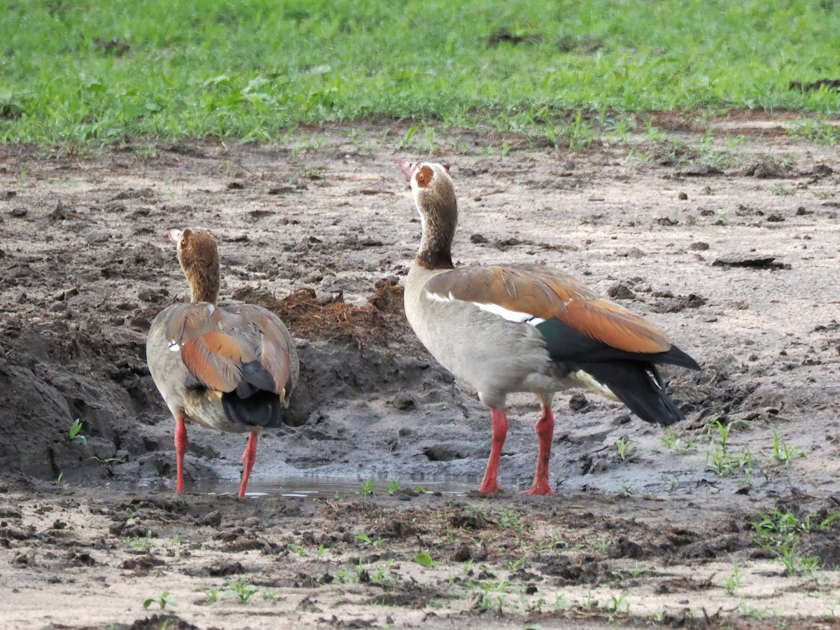 Egyptian Goose - ML647082747