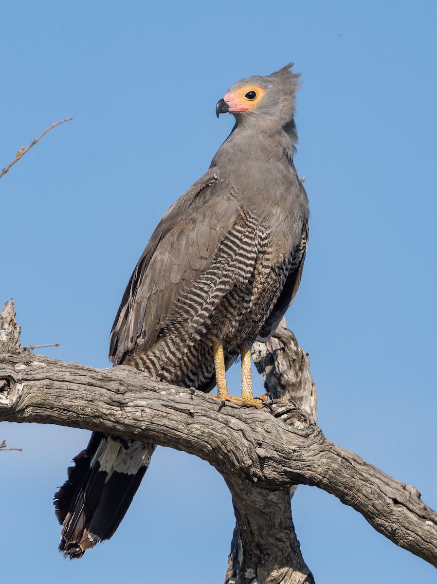 Aguilucho Caricalvo Común - ML647082753